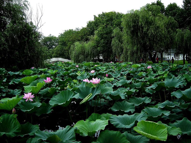 【大观印象】菱湖公园